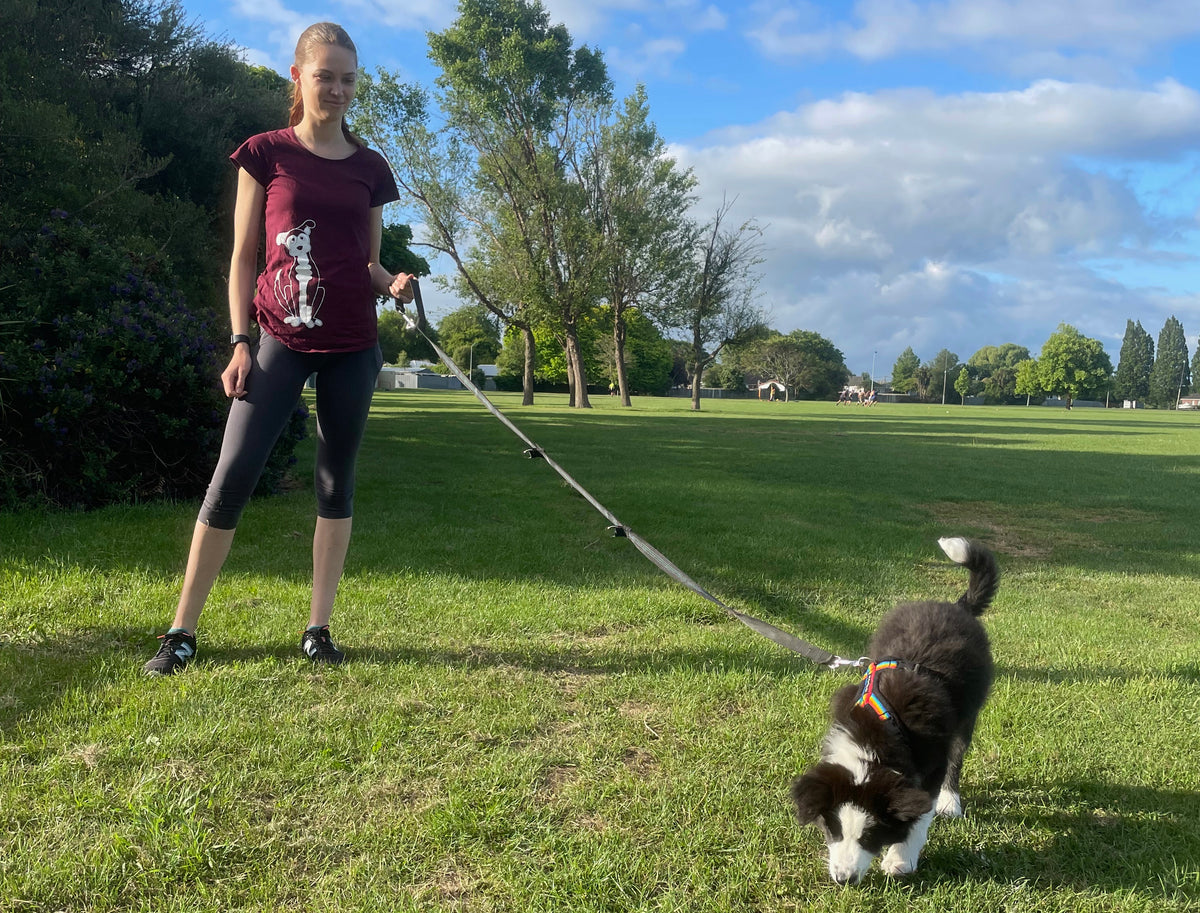 Grooming Salon Bow Wow Wow Dog Grooming Dog Groomers The Doggie