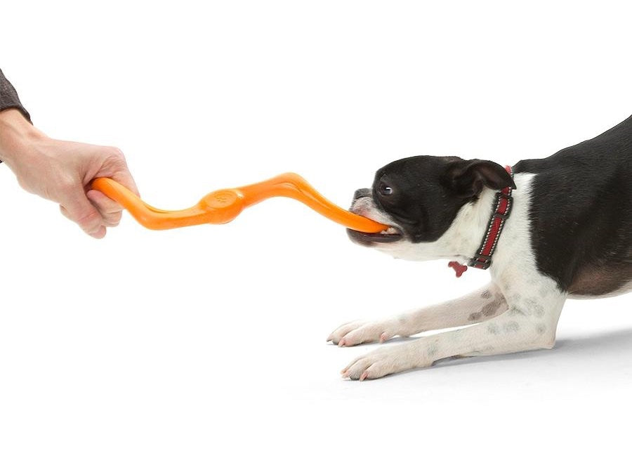What's the right toy for your pooch?