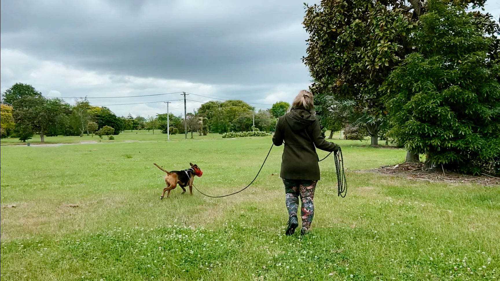 Long Lines Kiwi Canine