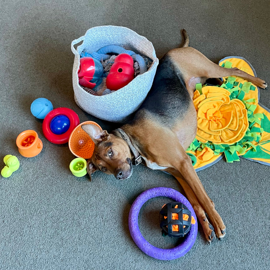 DIY Dog Food Toys - Boredom Busters - Environmental Enrichment