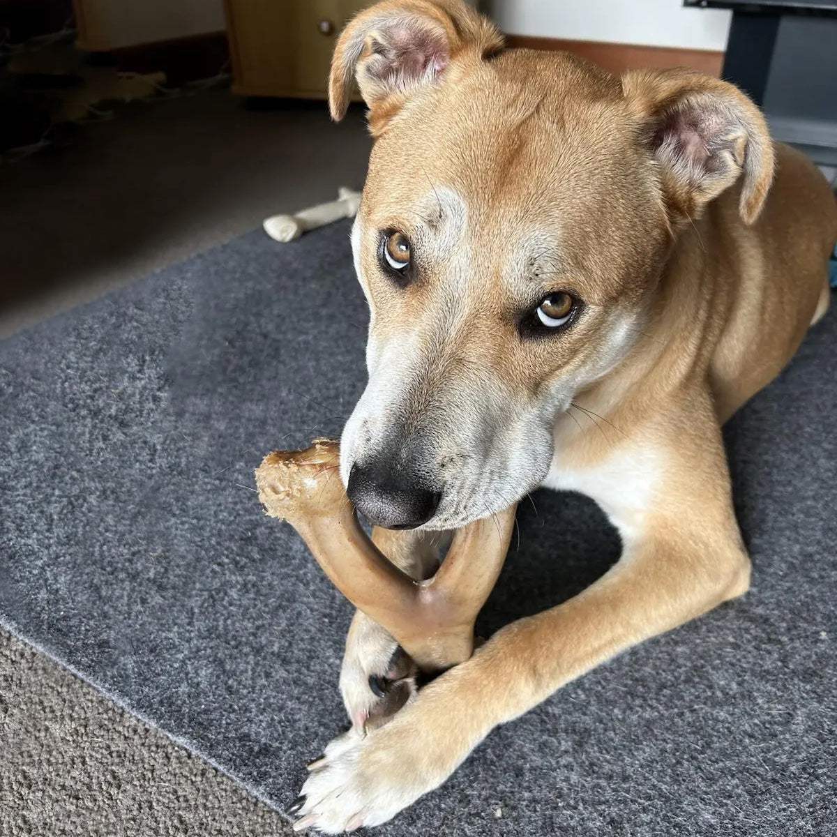 Osso Giocattolo Benebone Al Gusto Pollo - Per Cani Che Amano Masticare, Resistente E Durevole - Foto 5