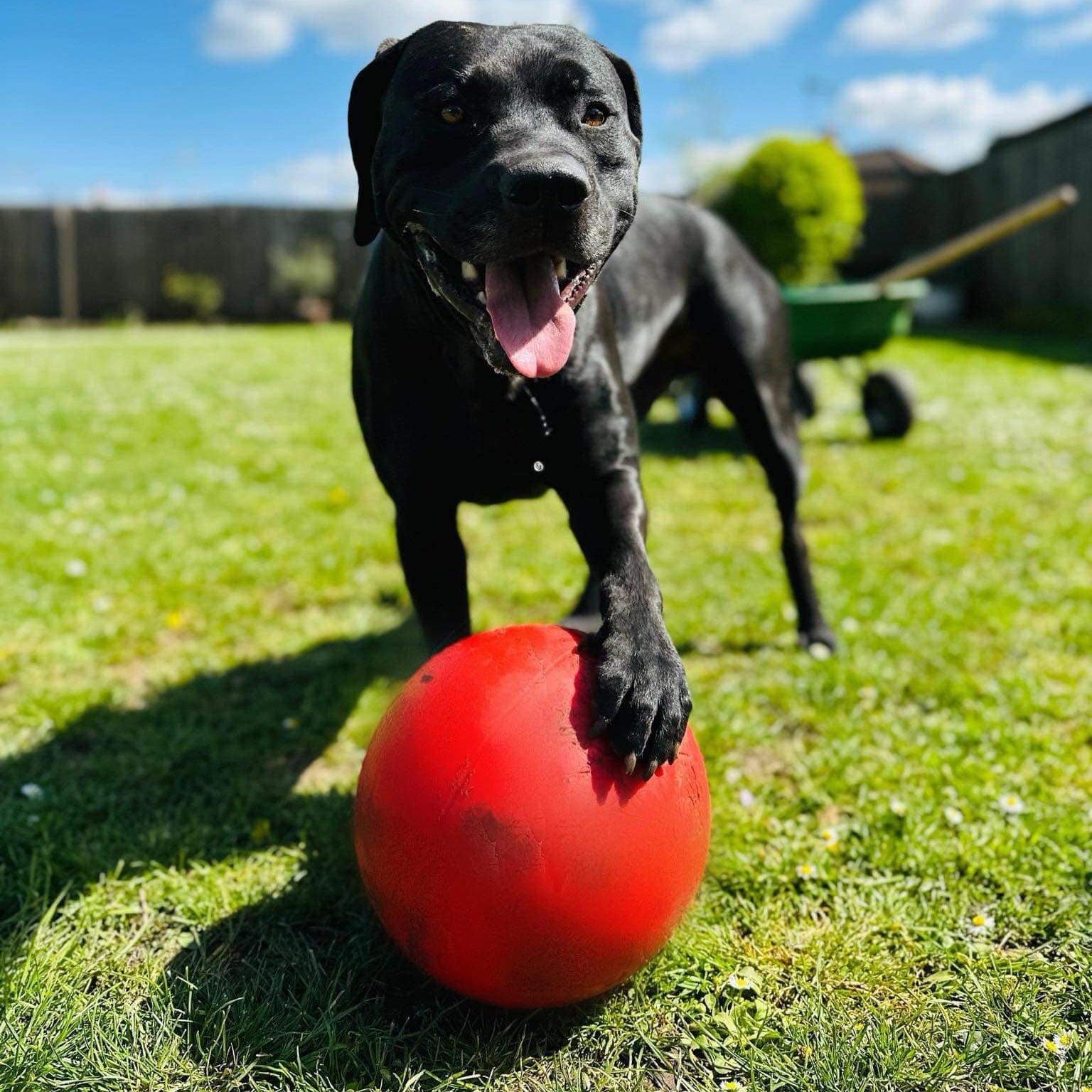 Boomer Ball – Kiwi Canine