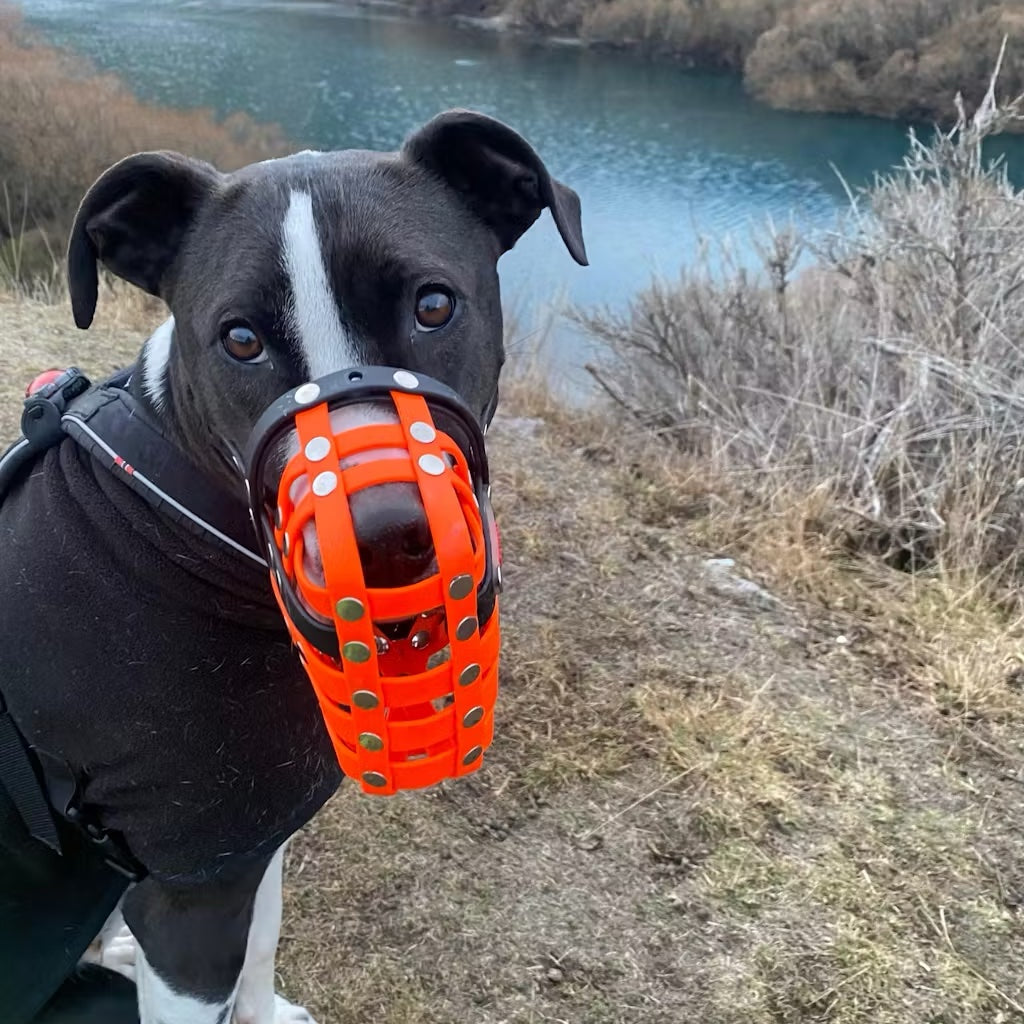 Dog Muzzle NZ – Kiwi Canine - Main Image