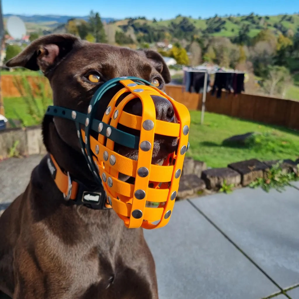Muzzled Dog Muzzle NZ – Kiwi Canine