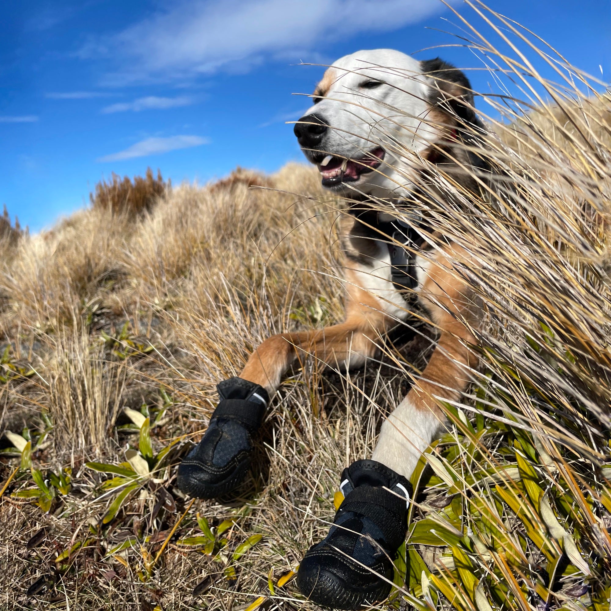 Winter Boots Ruffwear Boots Dew Claw MuttLuks Mud Monsters