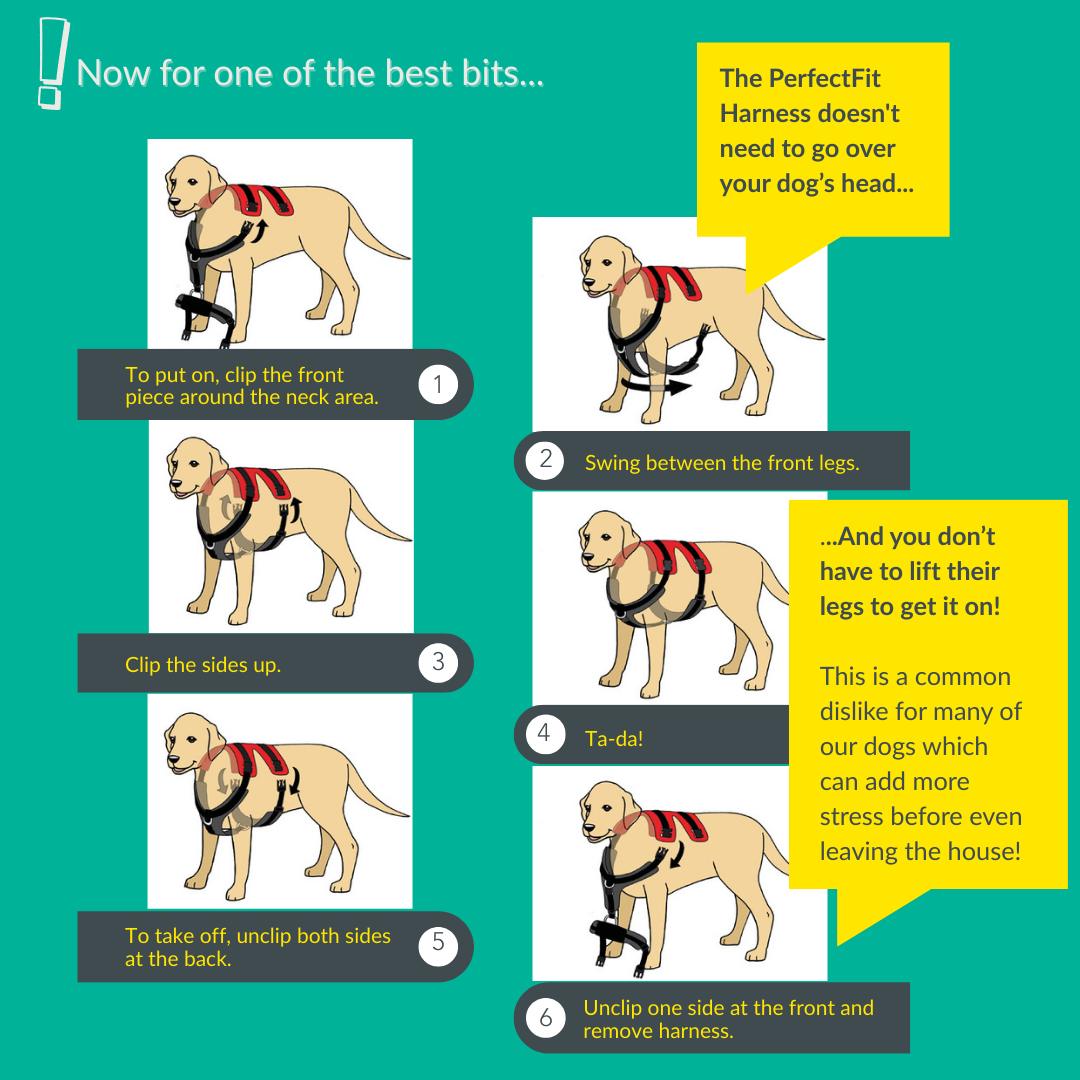 Perfect Fit Harness – Kiwi Canine