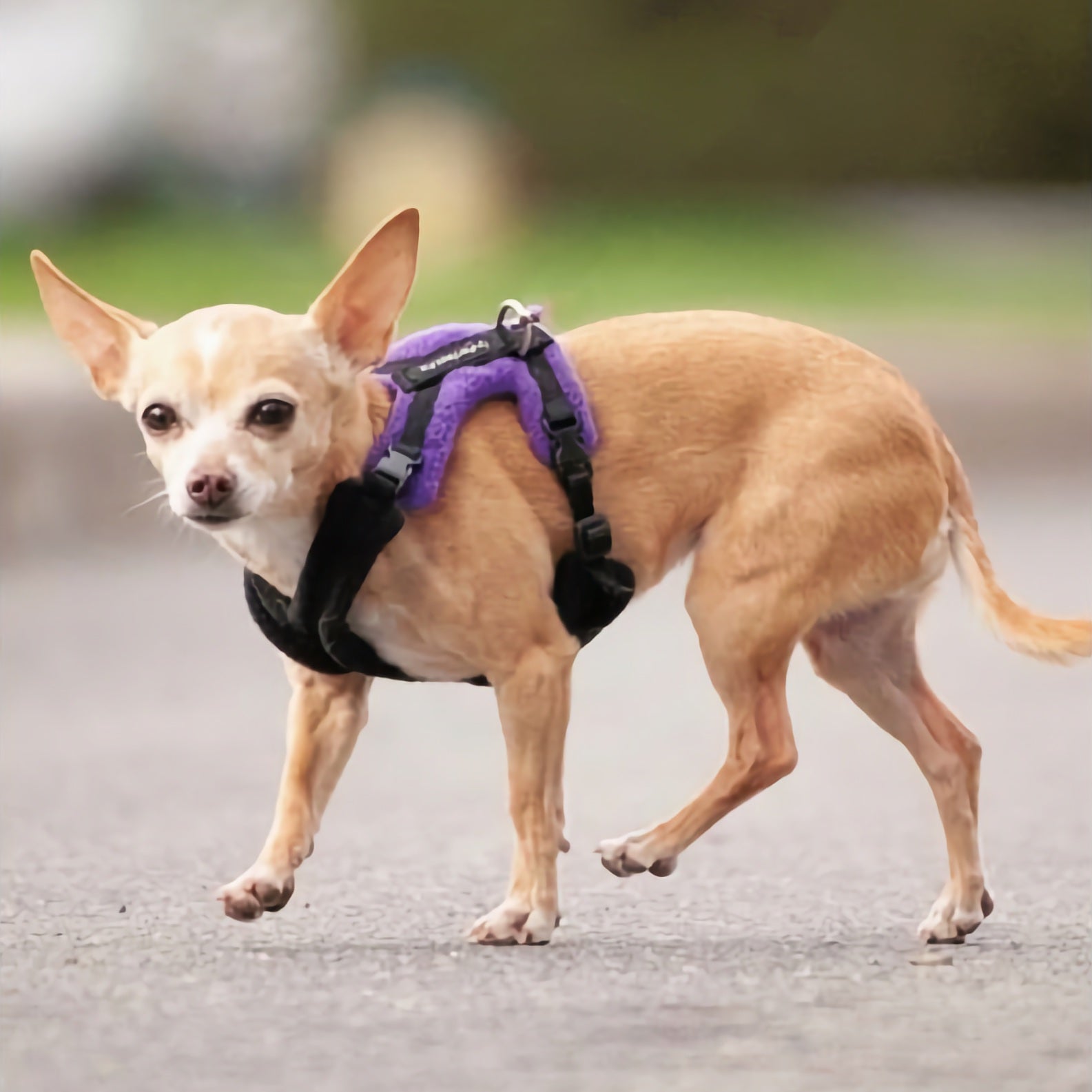 Perfect Fit Harness – Kiwi Canine