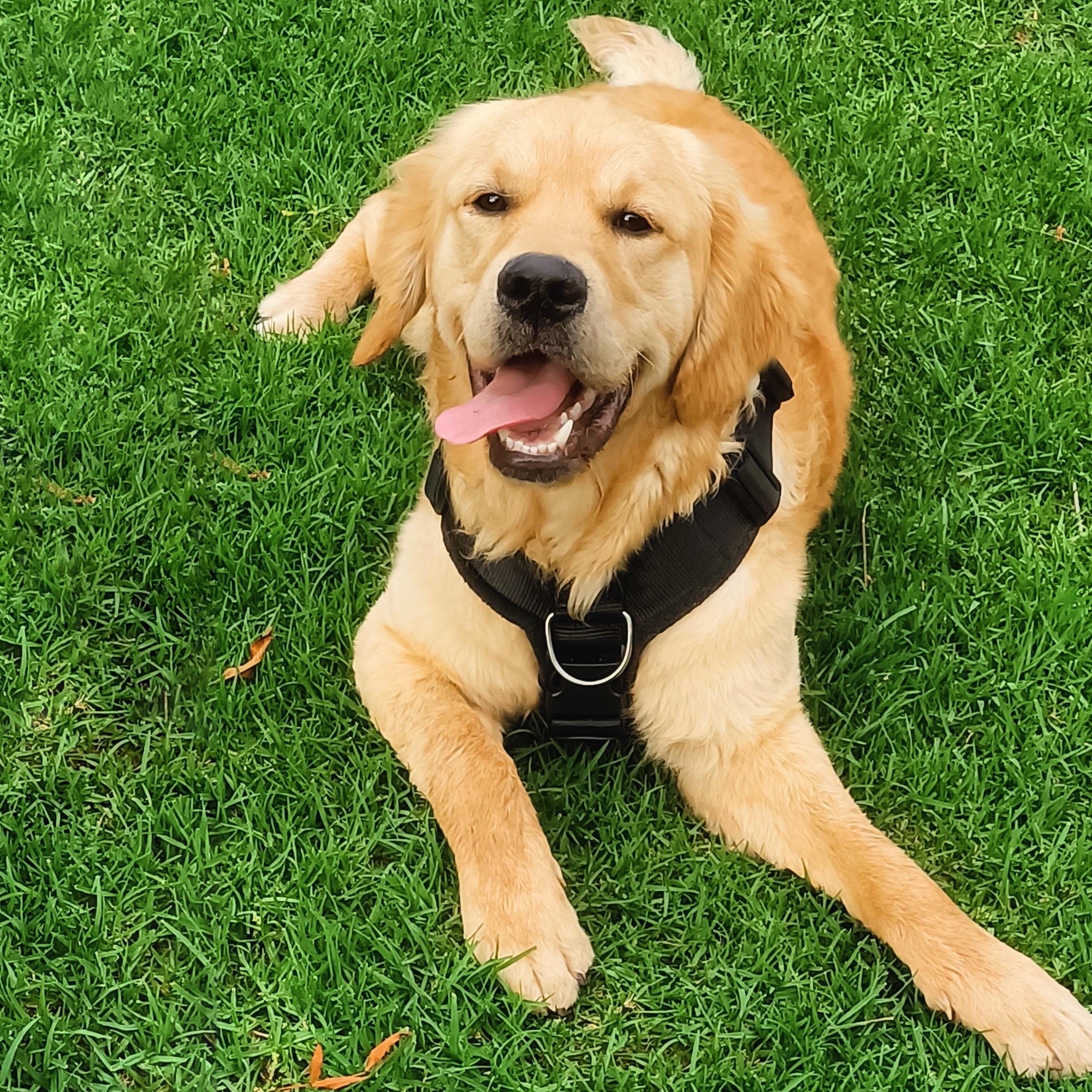 Golden Retriever K9 Julius Harness Sizes Harness Size For Golden