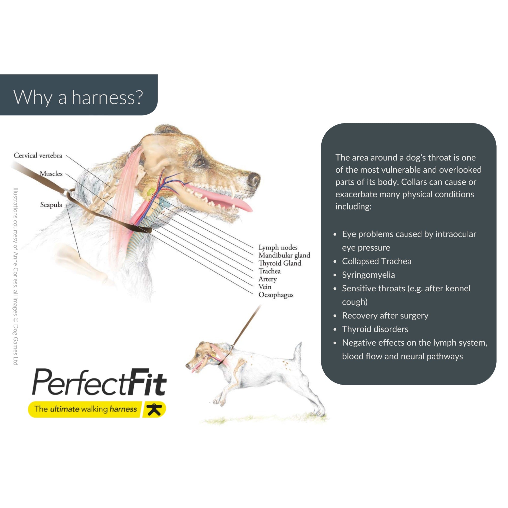 Perfect Fit Harness – Kiwi Canine