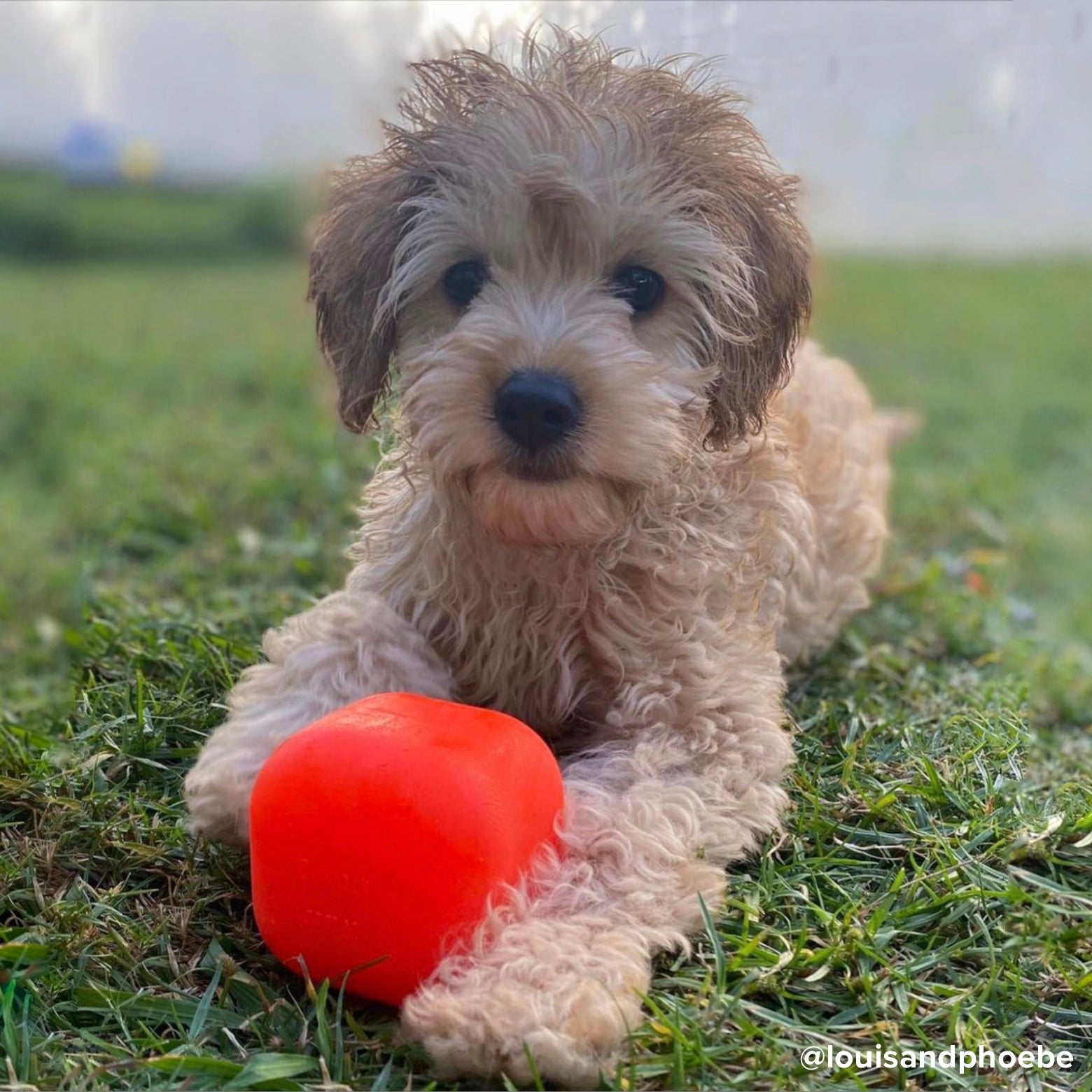 Boouncing Cube Assorted Colors Dog Toy XL Dog Toy - Indestructible Bouncing Cube For ...