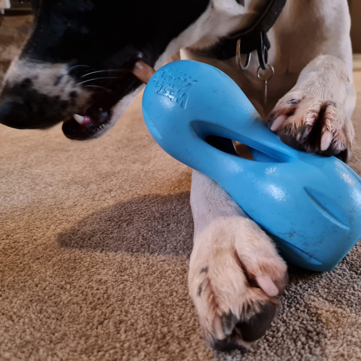 Keep Your Dog Busy with Qwizl