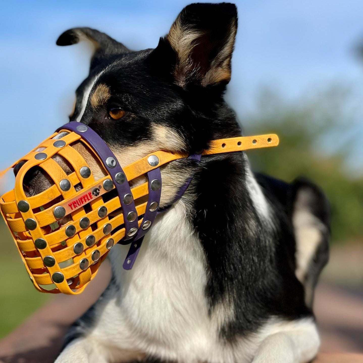 Custom Biothane Muzzle - Main Image