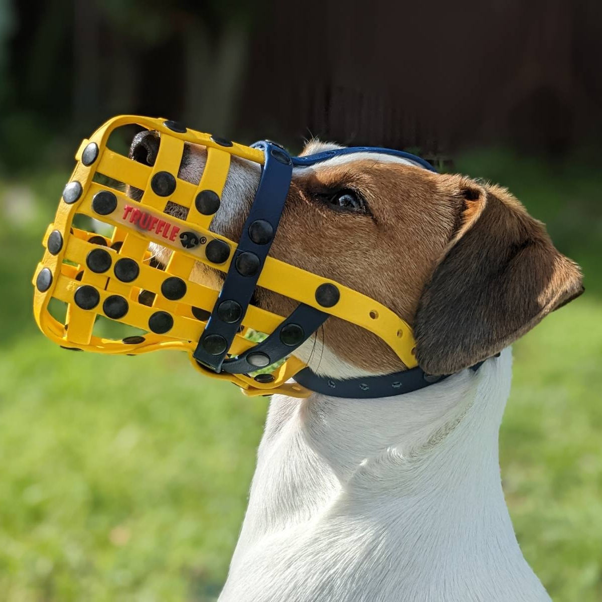 Custom Biothane Muzzle